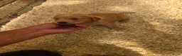 Golden Retriever dogs for sale: Kc registered dark red pups - Advert 13