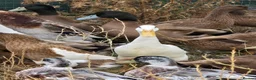 Ducks poultry for sale: DRAKES 2026 hatch - Advert 7
