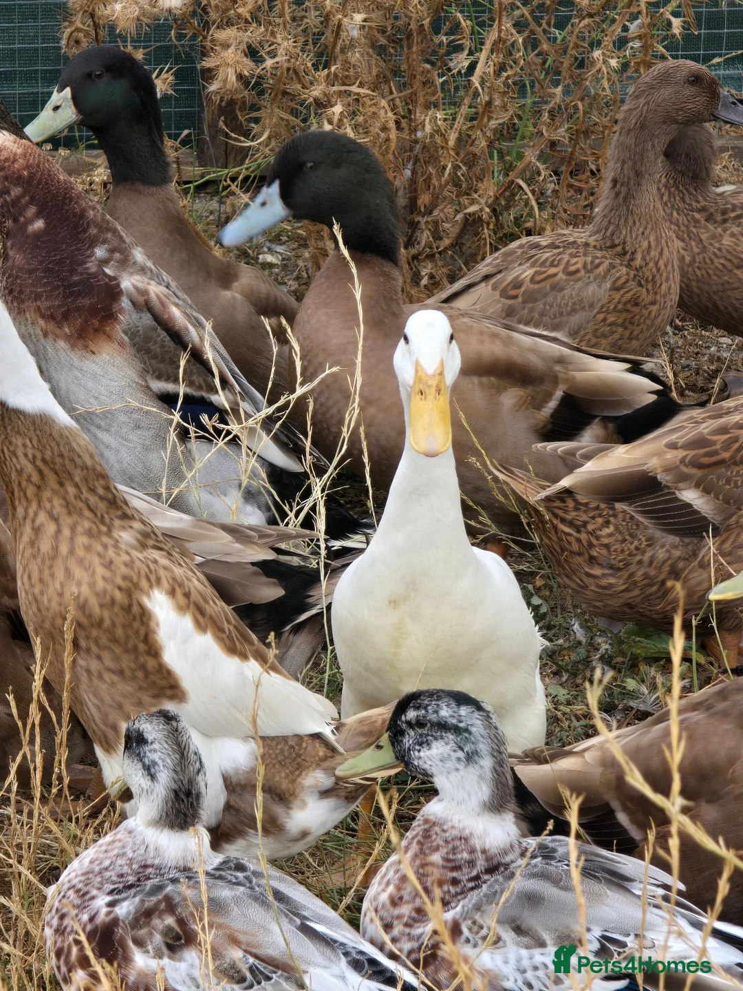 Ducks poultry for sale: DRAKES 2026 hatch - Advert 7