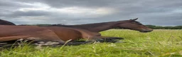 Irish Sports horses for sale: Unbacked Project – Experienced Home Only - Advert 4