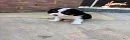 Cavalier King Charles Spaniel dogs for sale: Full bred choc carriers CKCS puppy’s  - Advert 4