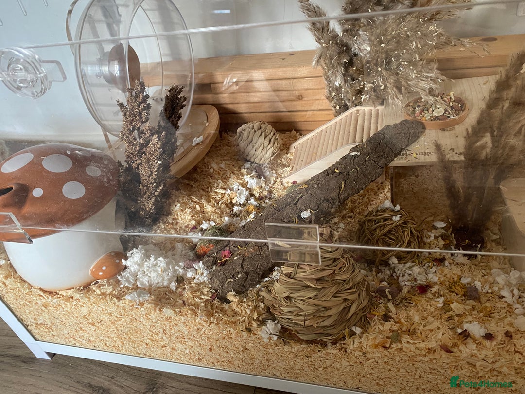 Hamster rodents for sale: Very friendly Russian hamster  - Advert 7