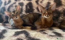 Abyssinian cats for sale: Beautiful Abyssinians kittens - Image 17