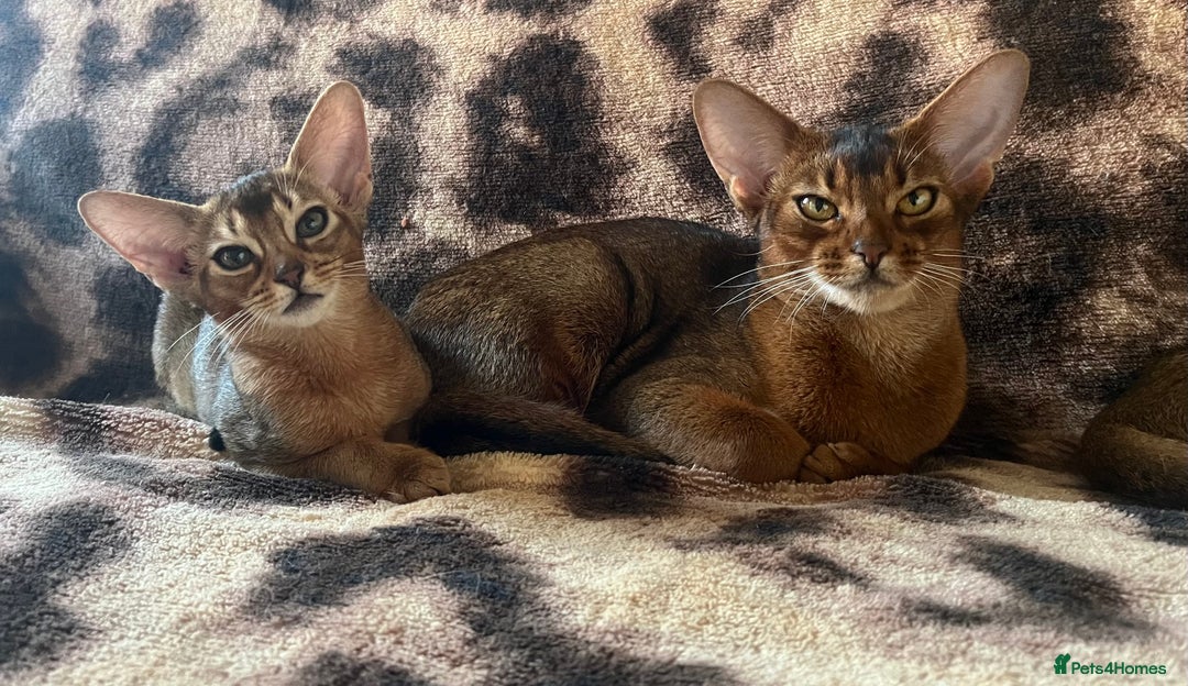 Abyssinian cats for sale: Beautiful Abyssinians kittens - Image 17