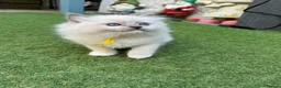 Ragdoll cats for sale: 🏆Gccf stunning ragdoll kittens (GRCH PARENTS 🥇) - Advert 20