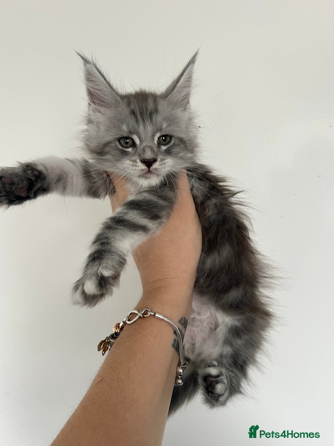 Maine Coon cats for sale: Tica registered maine coon kittens - Advert 2