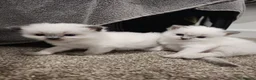 Ragdoll cats for sale: Gorgeous Ragdoll kittens - Advert 2