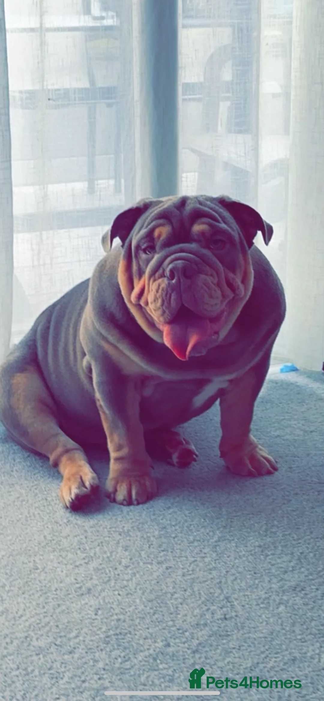 English Bulldog dogs for stud: Sons of king nemesis & epic bully (darling) in Southampton - Advert 12