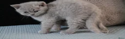 British Shorthair cats for sale: TICA British Shorthair & Longhair Kittens  - Advert 25