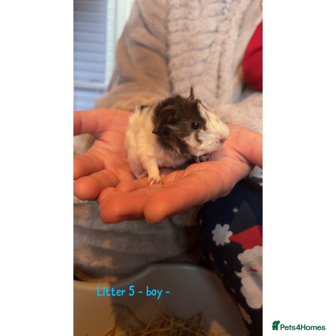 Guinea Pig rodents for sale: Beautiful baby guniea pig for sale Girls & Boys - Advert 24