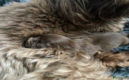 Shih Tzu dogs for sale: Imperial chocolate Shih-Tzu Puppy - Image 4