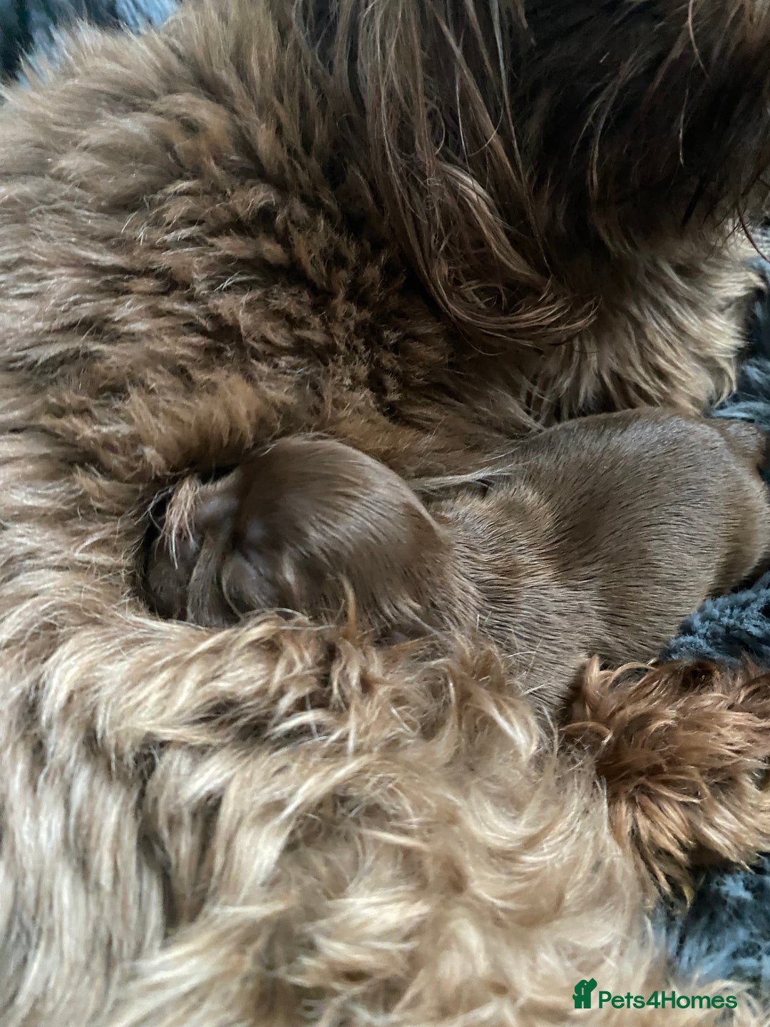 Shih Tzu dogs for sale: Imperial chocolate Shih-Tzu Puppy - Image 4
