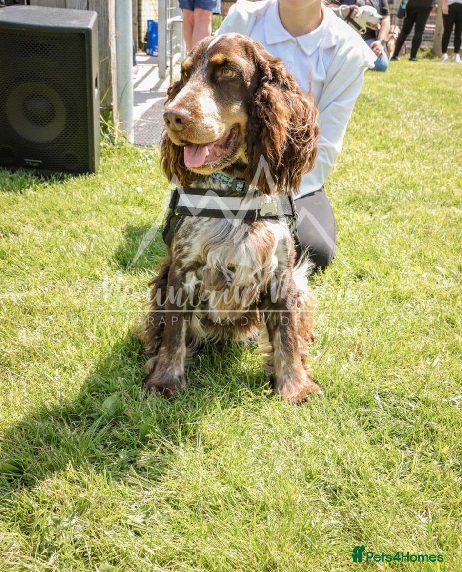 Cocker Spaniel dogs Beautiful show chocolate roan & tan dog for stud  - Advert 15