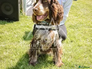 Cocker Spaniel dogs Beautiful show chocolate roan & tan dog for stud - Advert 15