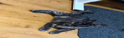 Maine Coon cats for sale: TICA registered European Maine coons  - Advert 5