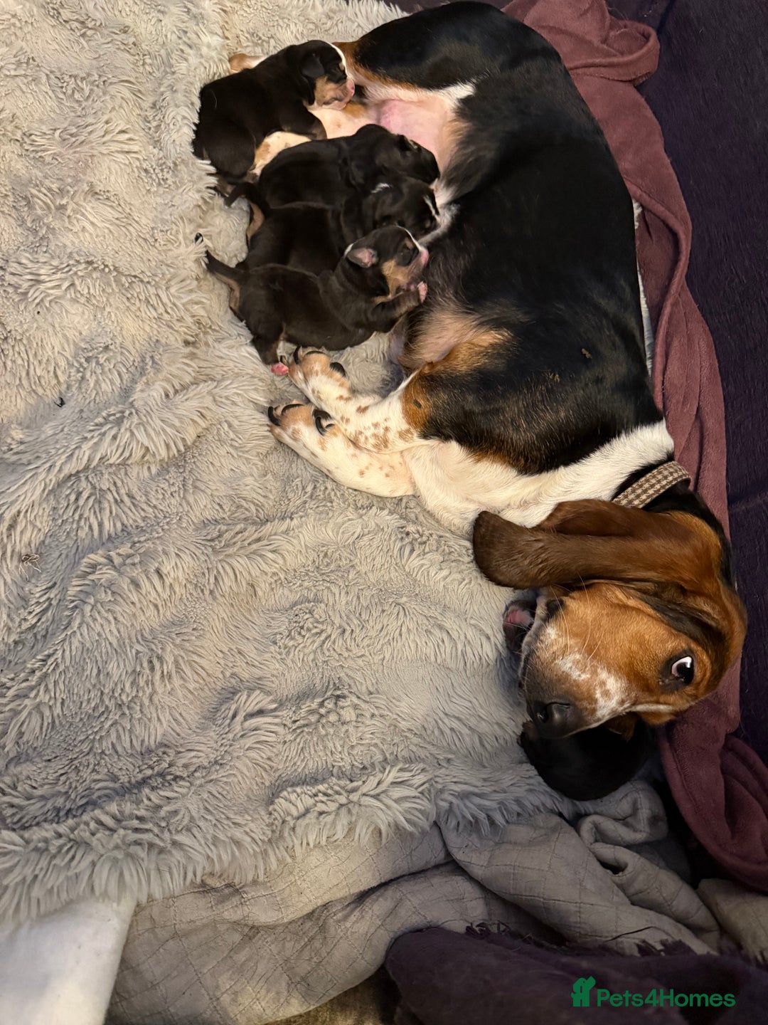 Mixed Breed dogs for sale: Bully Basset’s ( Bull dog x Bassett Hound)  - Advert 8