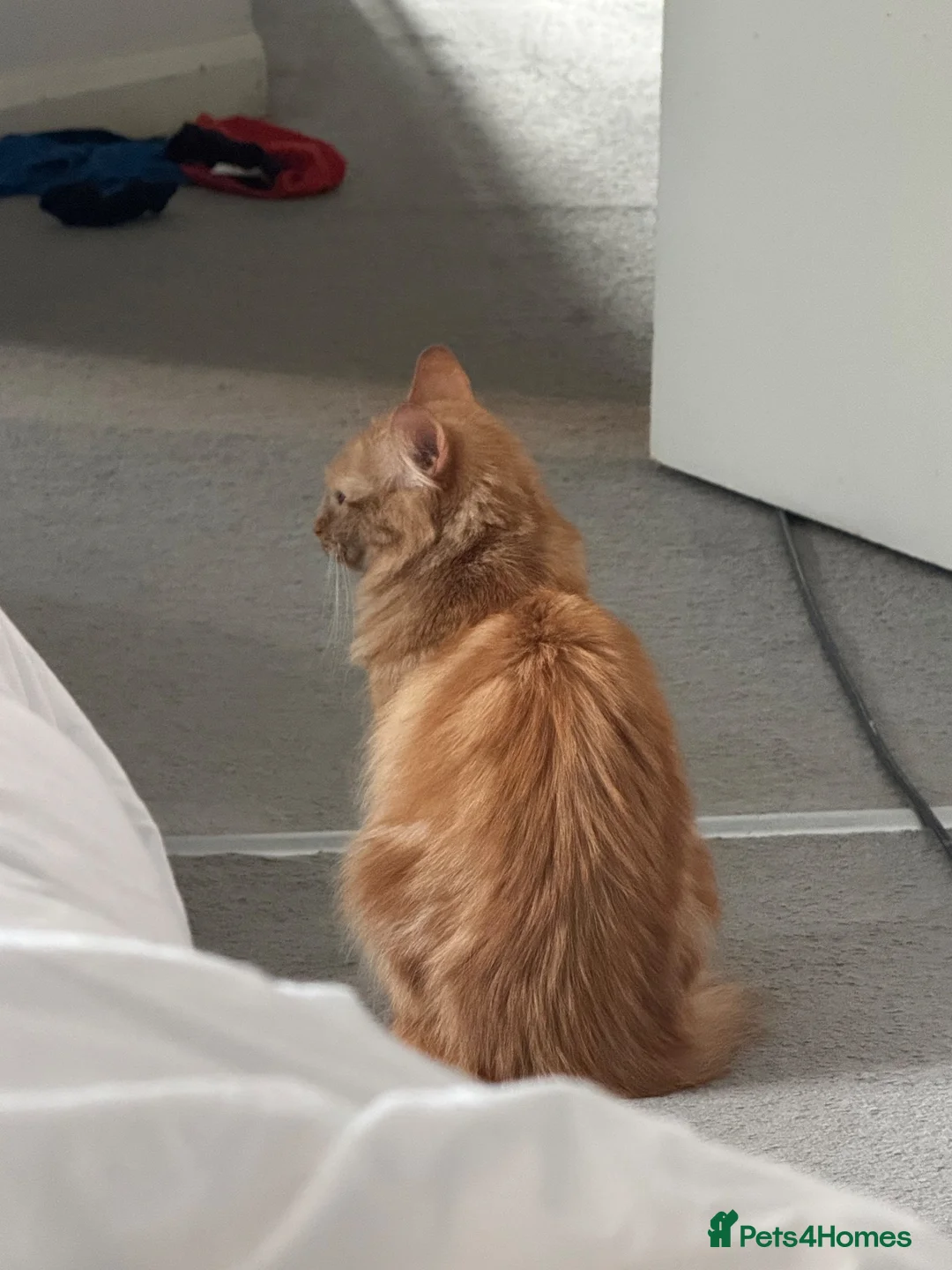 British Longhair cats for sale: Long haired ginger female cat in Buntingford - Advert 2