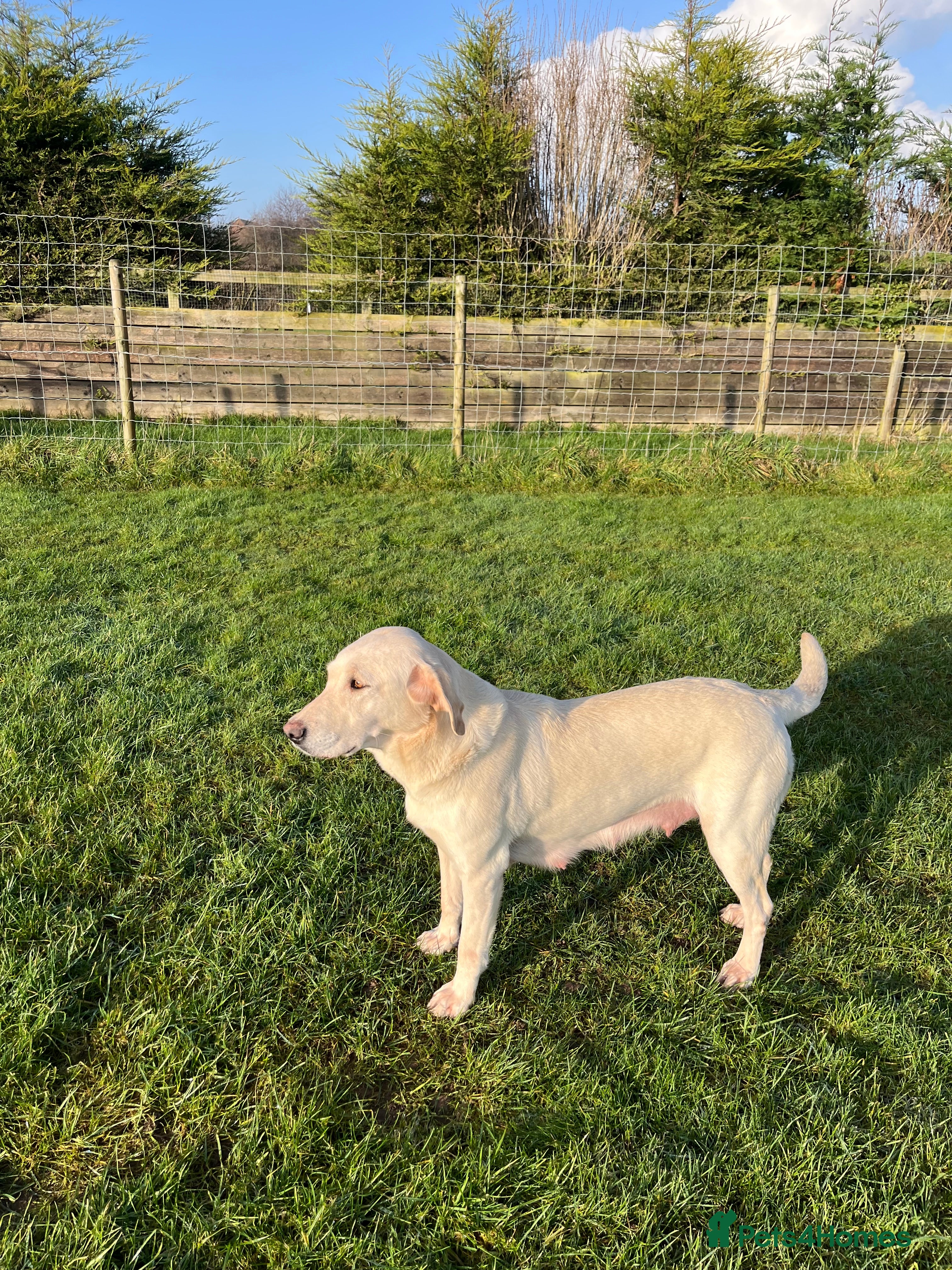 Labrador Retriever dogs Yellow Dog Puppy - Advert 3