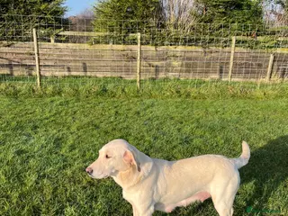 Labrador Retriever dogs Yellow Dog Puppy - Advert 3