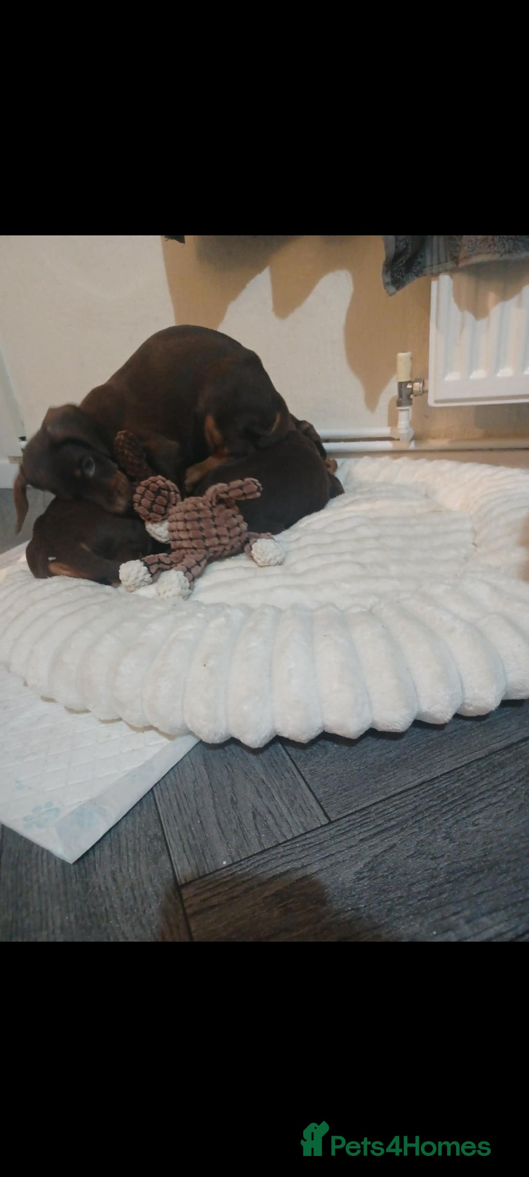 Dobermann dogs for sale: Beutifull doberman puppies  - Advert 7