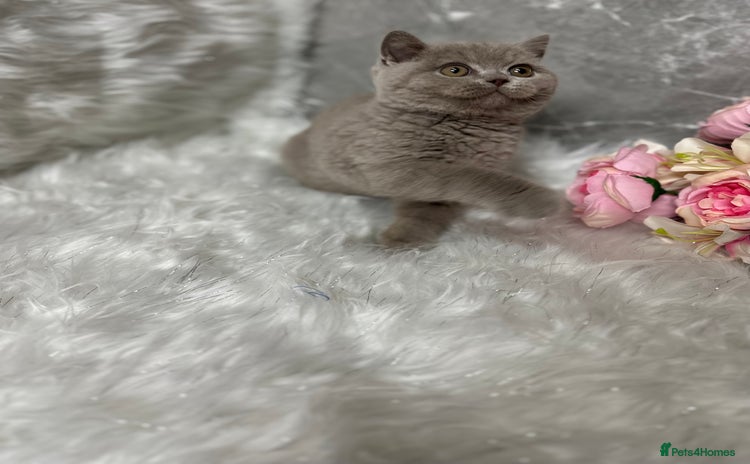 British Shorthair cats - Advert 4