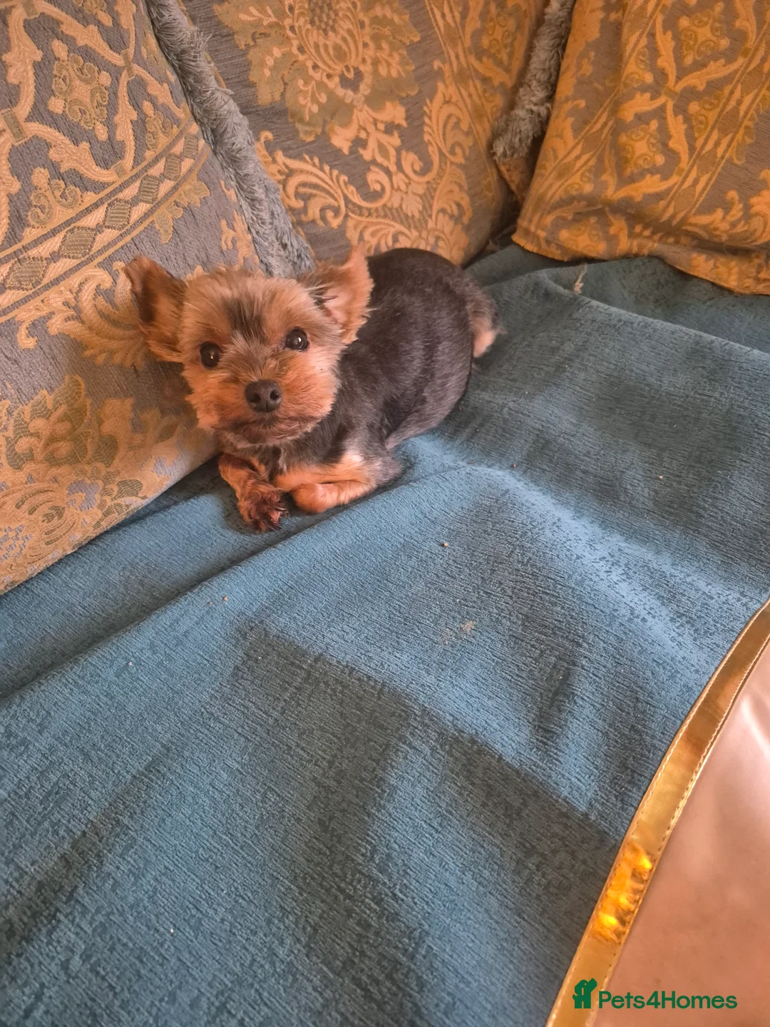 Yorkshire Terrier dogs for sale: Yorkshire terrier minature - Advert 6