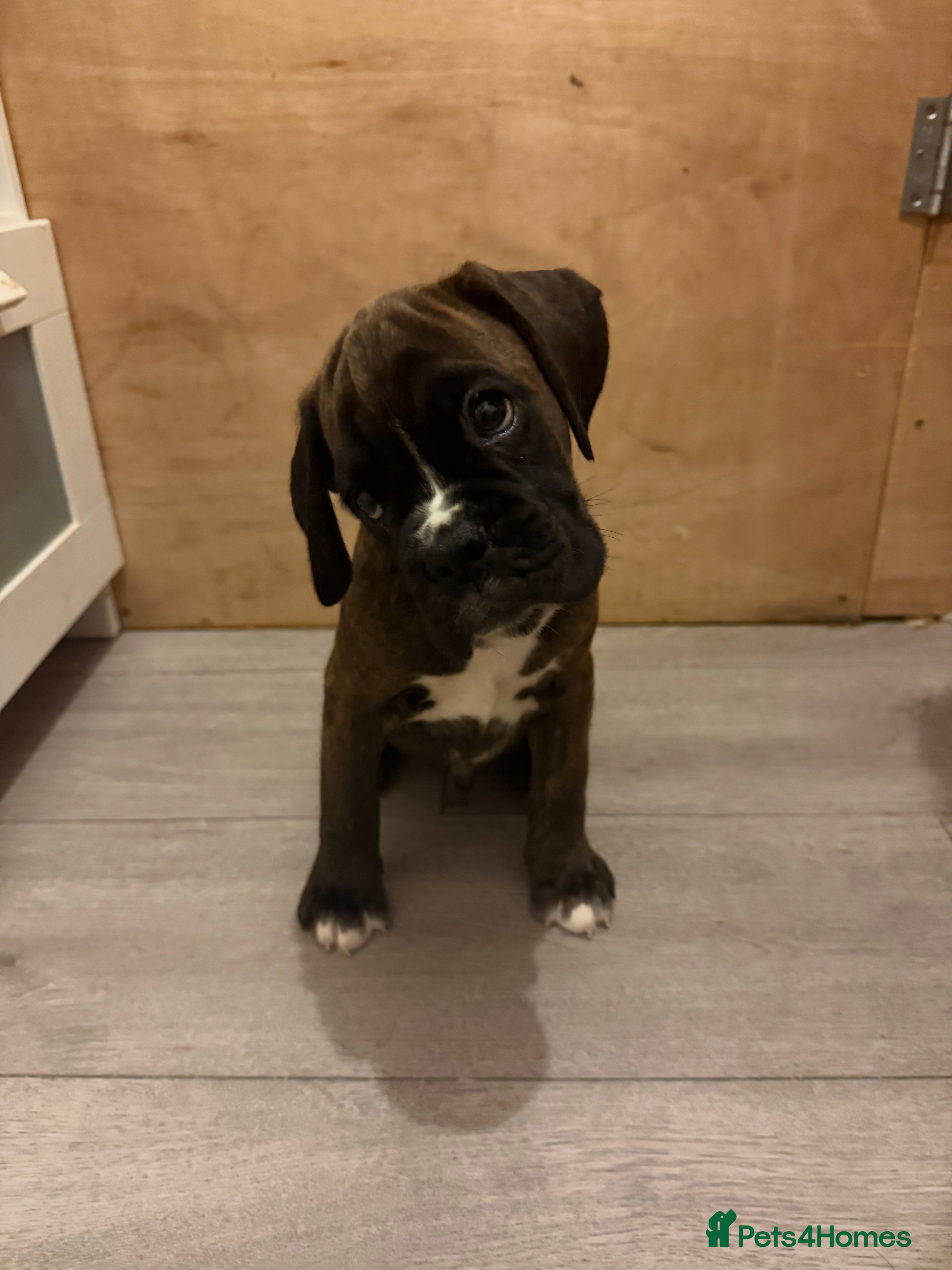 Boxer dogs KC Bobtail Boxer boy - Ready to leave 🏡🐶💙 - Advert 3