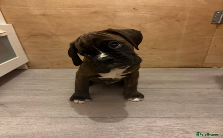 Boxer dogs - Advert 6