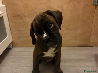 Boxer dogs - Advert 8