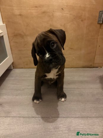 Boxer dogs - Advert 6