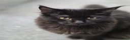 Maine Coon cats for sale: Stunning Lady Maine Coon TICA registered  - Advert 3
