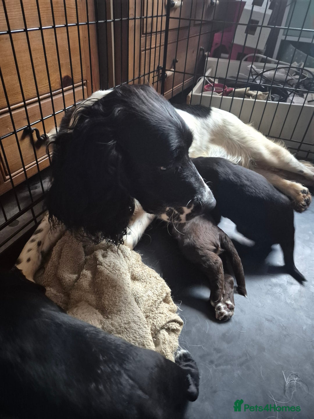 Sprocker dogs for sale: Beautiful sprocker puppies  - Image 1