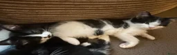 Domestic Shorthair cats for sale: 5 adorable kittens – 3 boys and 2 girls - Advert 5
