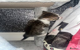 Mixed Breed cats for sale: 3 beautiful tabby kittens ♥️ - Image 8