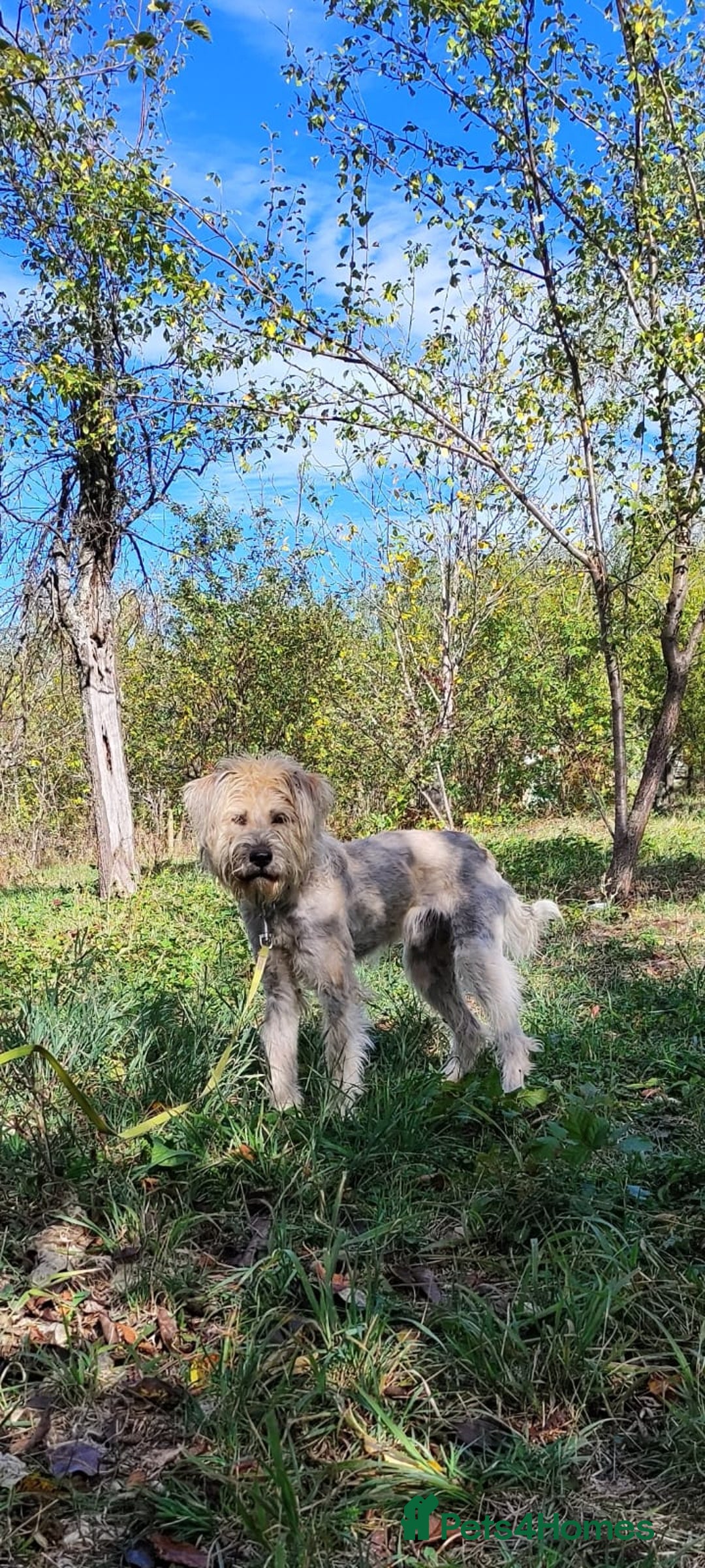 Mixed Breed dogs for adoption: Randolph, 2 - 3 yrs. Available for adoption. - Image 30