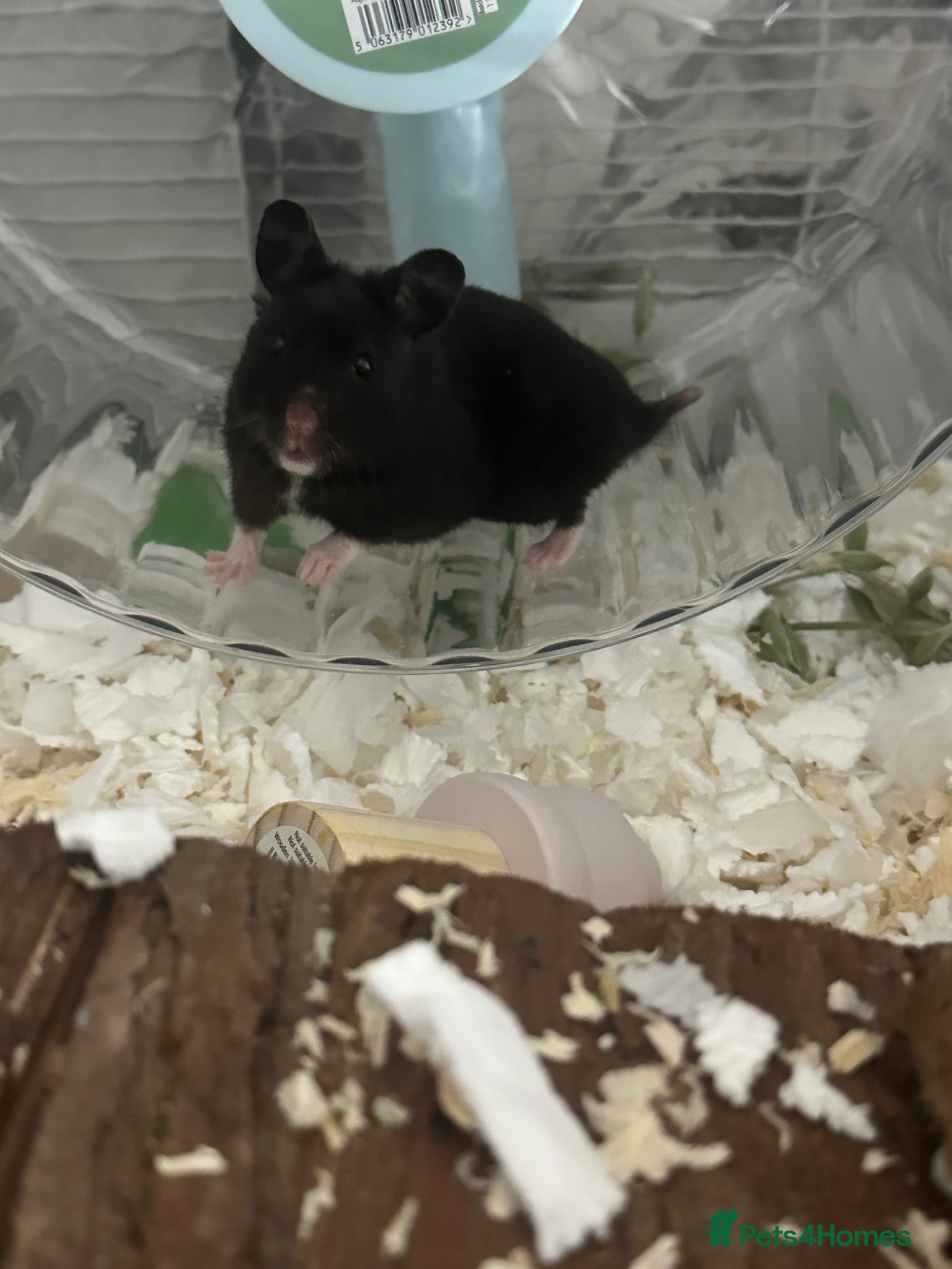 Hamster rodents make syrian hamster - Advert 1