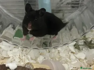 Hamster rodents make syrian hamster - Advert 1