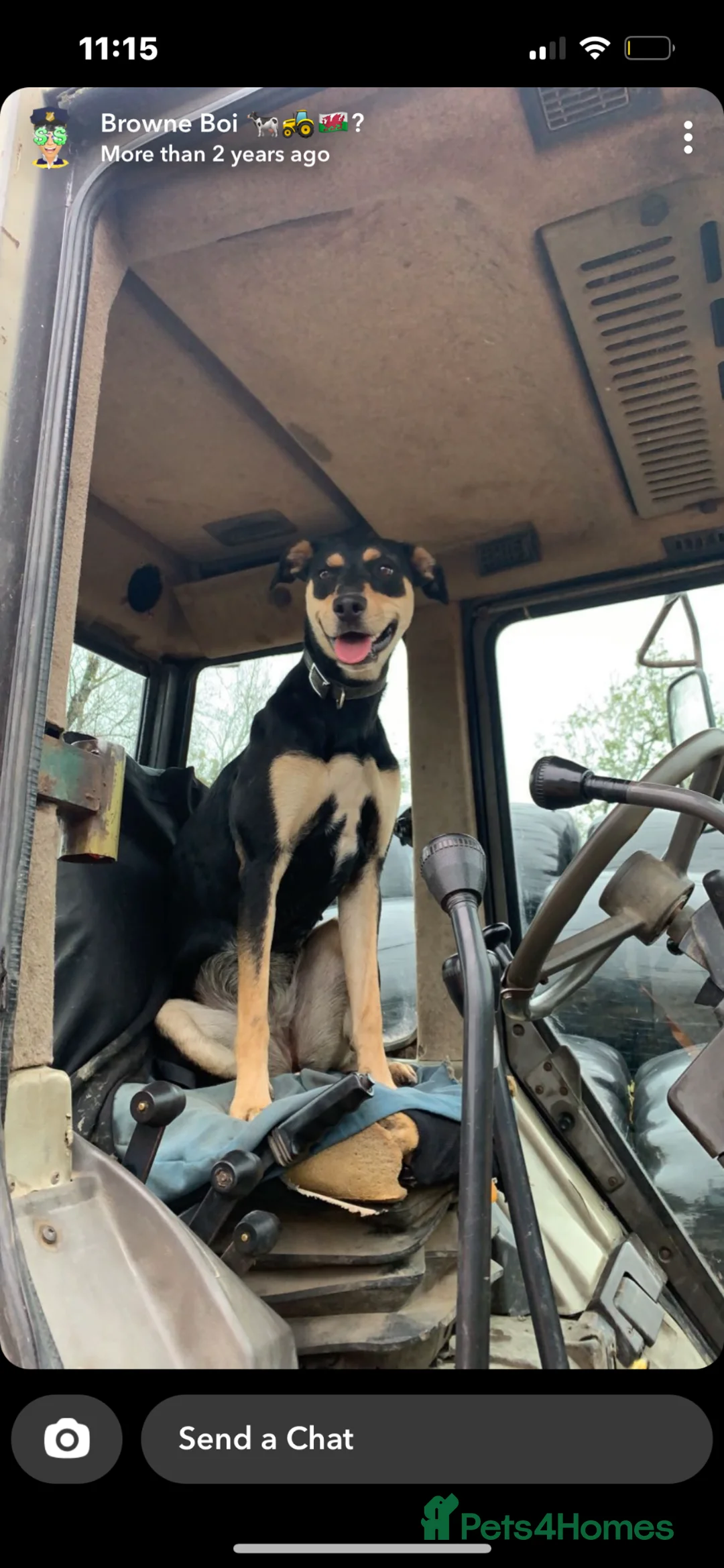 Huntaway dogs for sale: Beautiful huntaway puppies  in Carmarthen - Advert 1