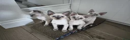 Devon Rex cats for sale: Devon Rex kittens pointed💙blue eyes💙 - Advert 16