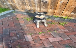 Miniature Schnauzer dogs for stud: Miniature schnauzer stud - Image 2