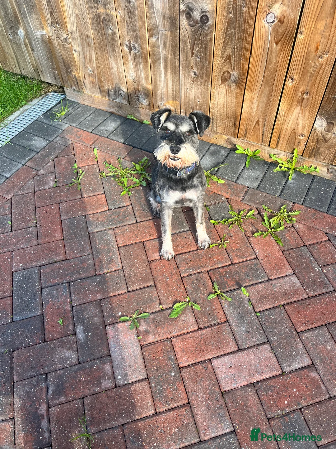 Miniature Schnauzer dogs for stud: Miniature schnauzer stud - Advert 2