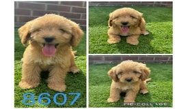 Cockapoo dogs for sale: Beautiful F1 TOY Cockapoos - Image 3