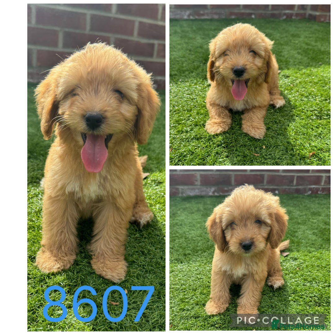 Cockapoo dogs for sale: Beautiful F1 TOY Cockapoos - Image 3