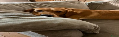 Labrador Retriever 1