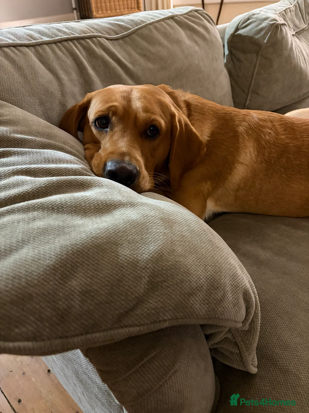 Labrador Retriever dogs for sale: Red male Labrador  in South Molton - Advert 2