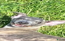 Whippet dogs for sale: Loving Brindle KC Reg Whippet boy - Image 12