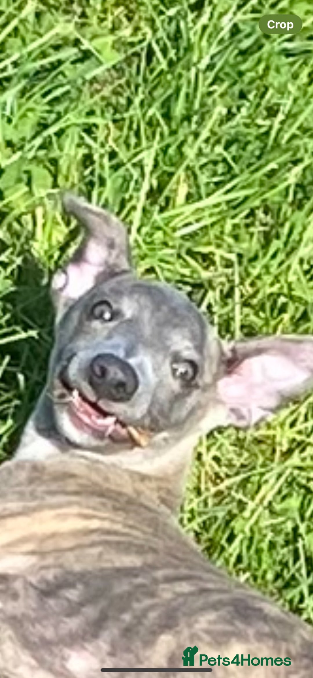 Whippet dogs for sale: Loving Brindle KC Reg Whippet boy - Image 12