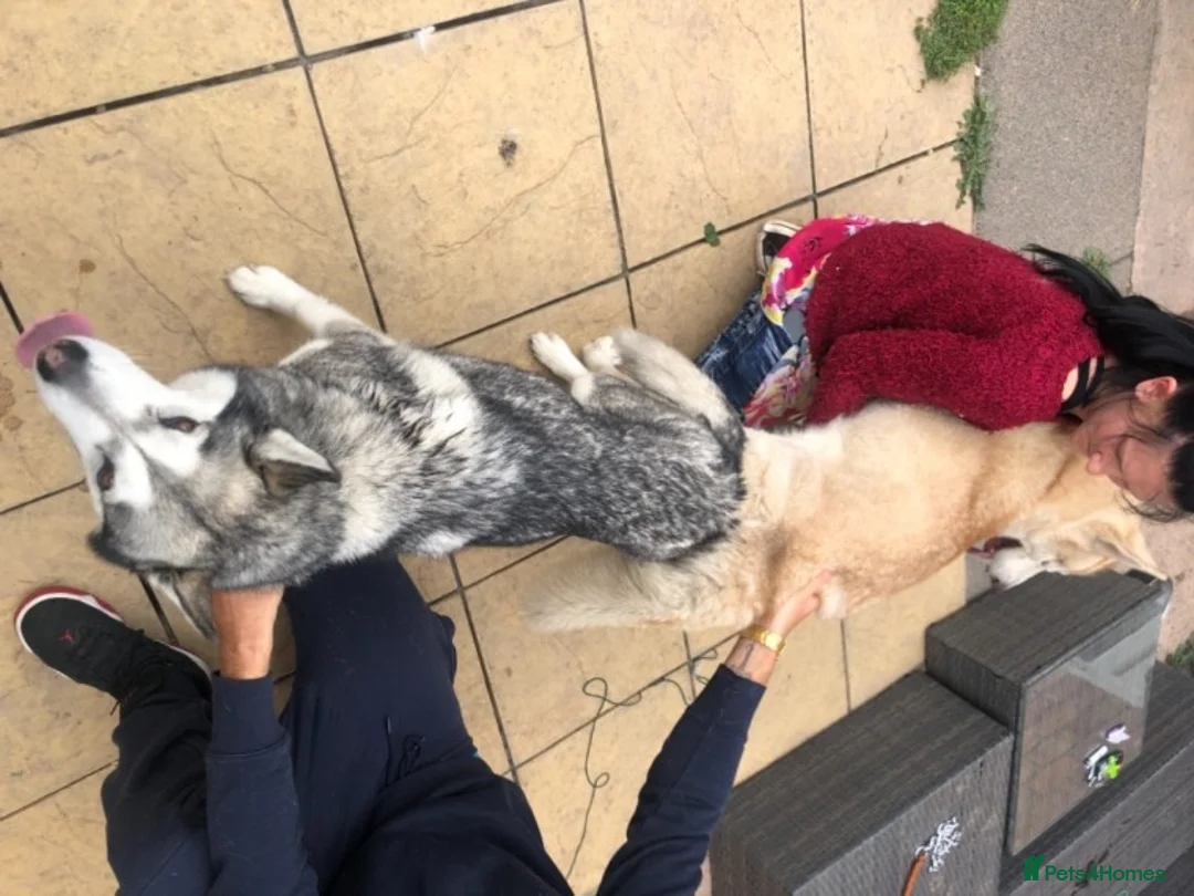 Siberian Husky dogs for stud: 1 husky males for stud - Advert 8
