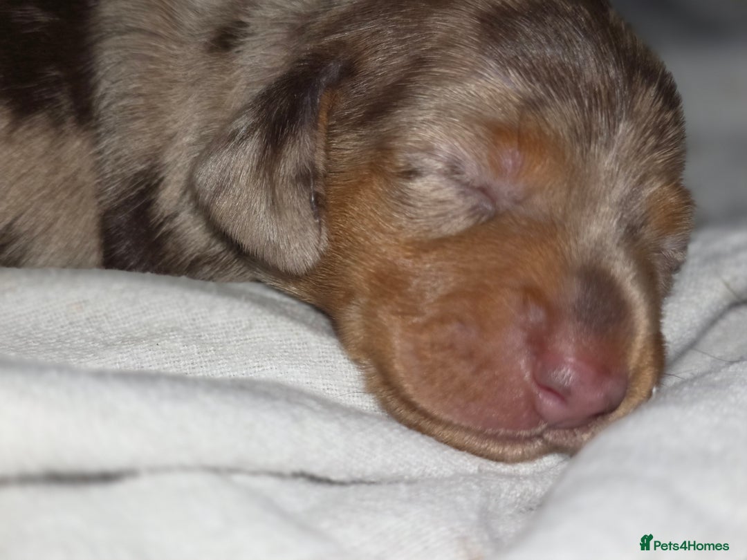 Miniature Dachshund dogs for sale: Miniature Dachshunds  - Advert 8