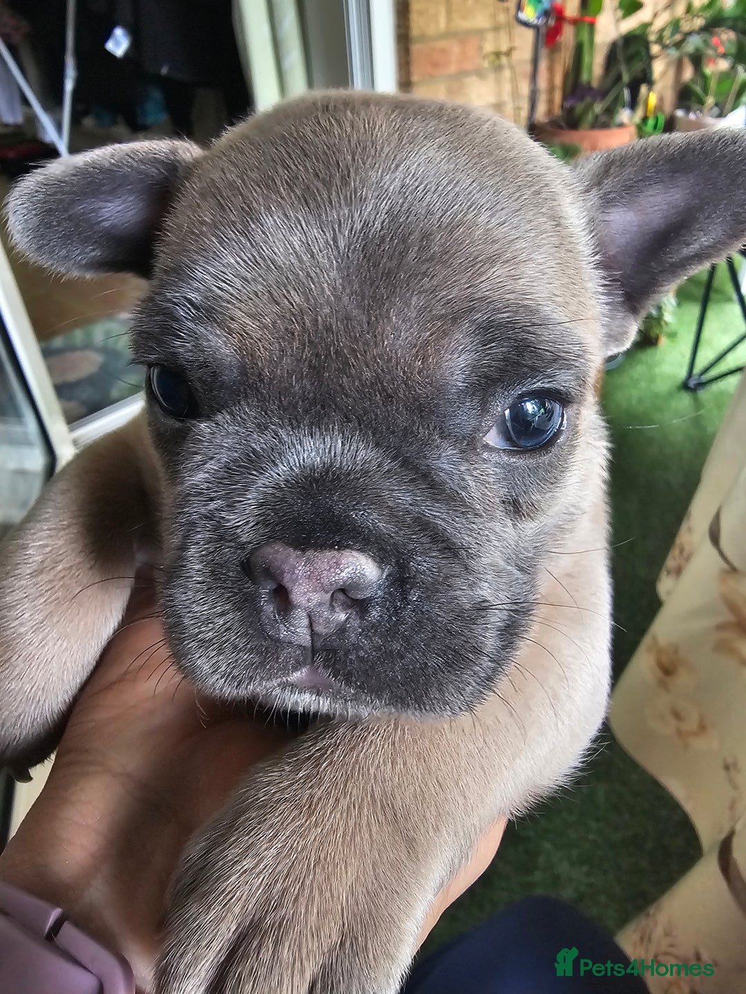 French Bulldog dogs for sale: Beautiful Blue French Bulldog  - Image 6
